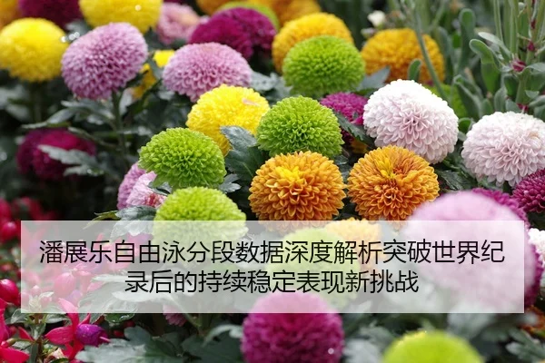 潘展乐自由泳分段数据深度解析突破世界纪录后的持续稳定表现新挑战